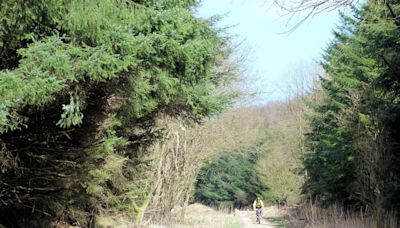 COUNTRY WALK: Discover a forest perfect for walkers and cyclists