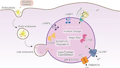 Exploring lysosomal biology: Current approaches and methods