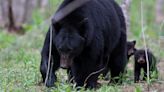 Black bear chance encounters happen more during June in Pennsylvania. Here's why