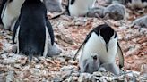 南極企鵝育兒奇招：一天打盹1萬次每次幾秒