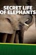 The Secret Life of Elephants