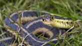 Snake on a plane freaks out passengers on Florida to Newark flight