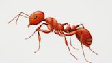 The red fire ant invasion 'creeping closer' to London