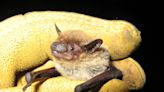 Bundle of Bats: Maternity season for Florida's nocturnal mammal