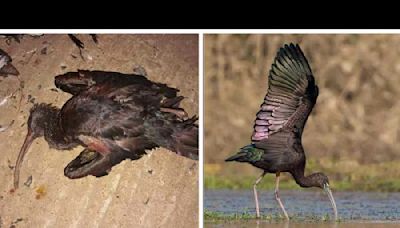 Hunting festival defies court order: Over 130 birds and animals slaughtered in East Burdwan