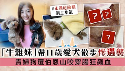 「牛雜妹」李亦喬帶11歲愛犬散步慘遇襲 貴婦狗遭伯恩山咬穿腸狂飆血