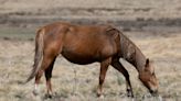 More than 500 horses found dead at alleged illegal knackery near Wagga Wagga