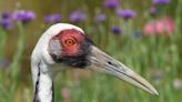 Crane Named Walnut, Who Chose Smithsonian's National Zoo Worker as Her Mate, Dead at 42