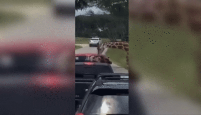 Mãe de criança 'içada' por girafa em safári nos EUA explica susto e rebate críticas de negligência: 'Inesperado'