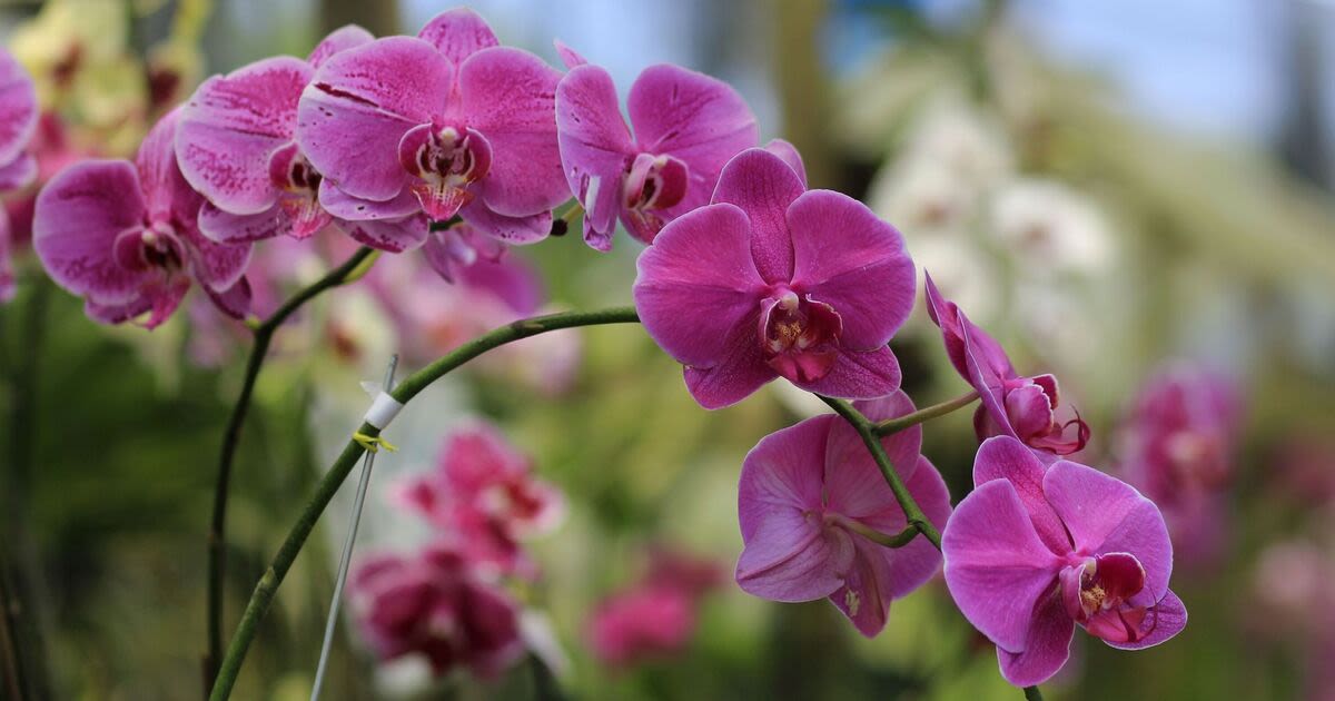 Orchids bloom like crazy when giving them one kitchen scrap a week