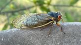 Concerned citizens call South Carolina police over noisy cicadas