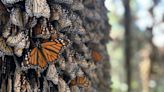 La Gran Migración del Serengueti, una fuente de historias dignas de Hollywood