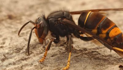 Get rid of invasion hornets and wasps using expert's 'best method'