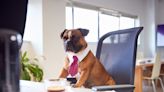 Pet Company Is Hiring Dog for 'Chief Barketing Manager' Complete with a Salary and Benefits Package