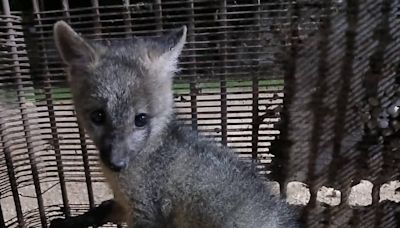 Vecinos de Naguanagua lograron rescatar un cachorro de zorro