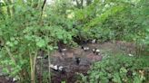 Dozen sheep get into a baaaad situation in muddy bog near Southampton