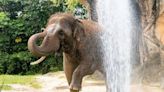 Elefante combate el calor estival en Florida bajo la manguera de los bomberos