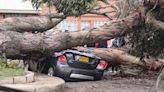 Árbol destruyó varios vehículos y afectó una casa en Bogotá: bomberos atendieron la emergencia