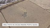 Watch: Chicagoans work to preserve viral 'rat hole'