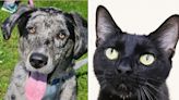 Pets of the week: Rufus is unusual for Michigan. Sushi loves treats