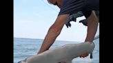 Increasing numbers of massive hammerhead sharks swimming off Hilton Head, captain says