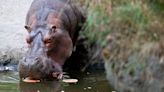 Woodland Park Zoo to euthanize beloved 45-year-old hippo