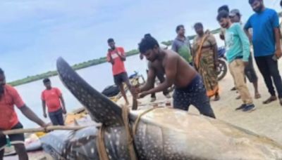 Andhra Fishermen Catch Two Endangered Whale Sharks; One Dies, Another Set Free - News18