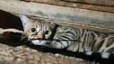 Southwest Employees Help Lost Cat Who Escaped Carrier at Denver Airport Reunite with Her Owner