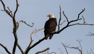 Opinion | You probably think this is our national bird. Think again.