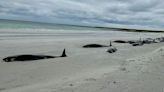 Dozens of whales dead in 'biggest mass stranding in decades'