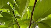 National Pawpaw Day: Here's what to know about Ohio's native fruit