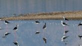 Santuario de la Naturaleza, Laguna de Batuco: el paraíso para observar aves - La Tercera