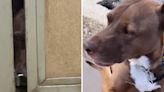 Shelter dog stares out of crack in kennel every day waiting to be picked