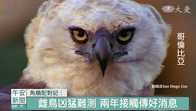 猛禽難敵人類獵捕 哥倫比亞復育角鵰