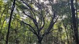 Green burial site is a welcomed venture in Tallahassee