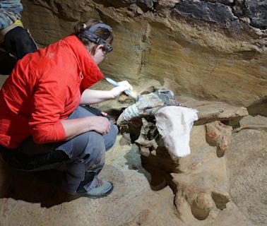 40,000-year-old mammoth bones discovered in wine cellar