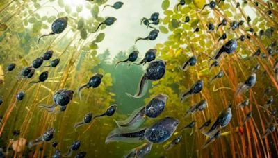 10 unbelievable photos of underwater animals which have won awards