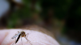 Jamestown Canyon virus detected in Wells mosquitoes: How to stay safe