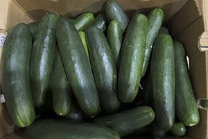18 people in Florida sick from salmonella outbreak potentially linked to cucumbers