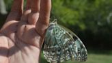 Siete rincones selectos para ver a la mariposa albiceleste de vuelo cautivante que busca convertirse en emblema nacional