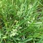 fescue grass Seed Head