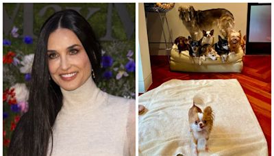 Demi Moore diz saber por que ainda não se casou de novo 11 anos após se separar de Ashton Kutcher: 'Durmo com cachorros'