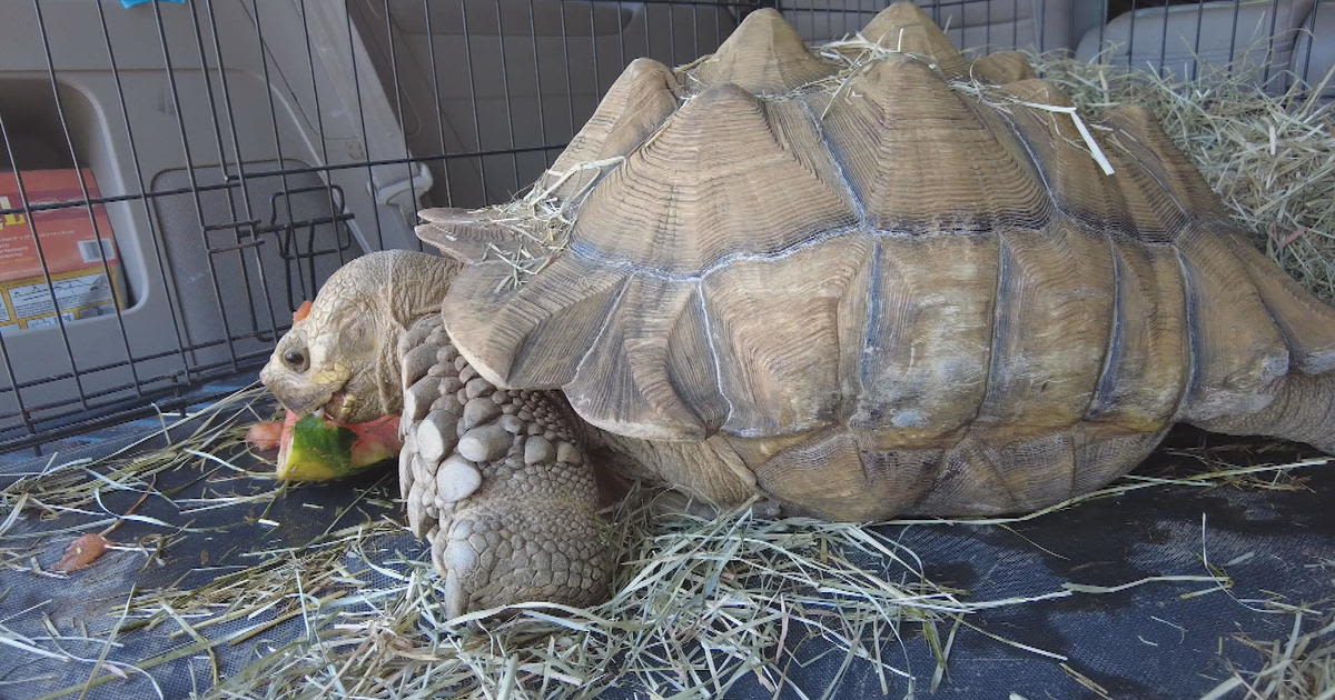 Despite community backlash, Shelly the tortoise removed from ecology center at Scenic Hills Elementary School