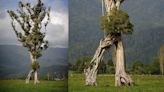 Incredible ‘Walking Tree’ is Named New Zealand’s 2024 Tree of the Year