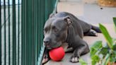 Foster Pit Bull Mix Discovering How to Play with Toys Is Beyond Precious