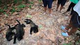 Hallan a más de 80 monos muertos en medio de altas temperaturas en México