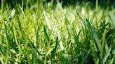 8 Fast-Growing Grasses to Upgrade Your Lawn