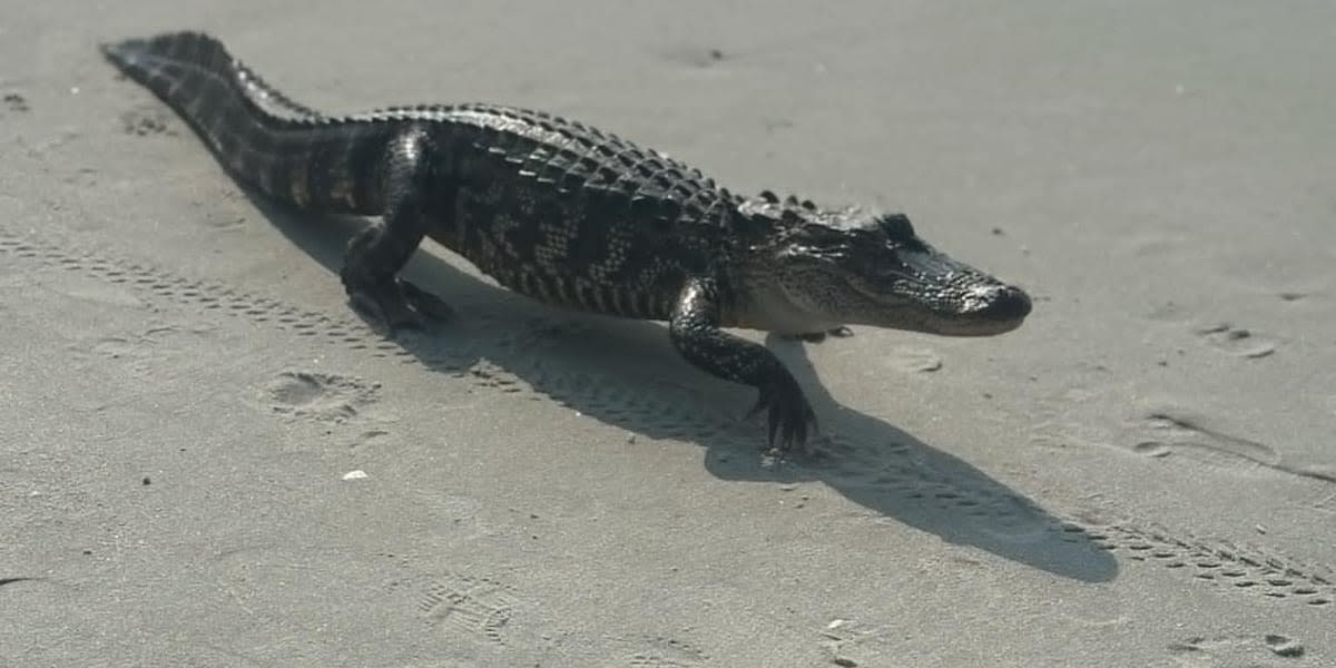 WATCH: Alligator spotted on Myrtle Beach coast