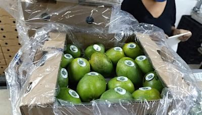 Colombia logra hito al enviar su primer cargamento de mango de azúcar por mar a Estados Unidos