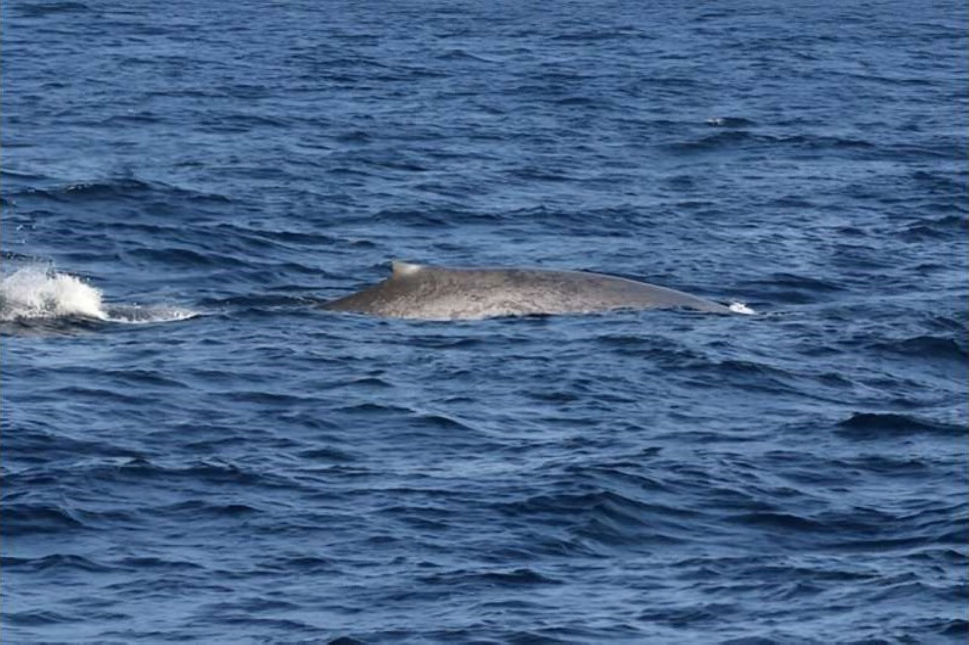 Researchers surprised to find several rare blue whales during expedition: 'These are positive steps towards their conservation'